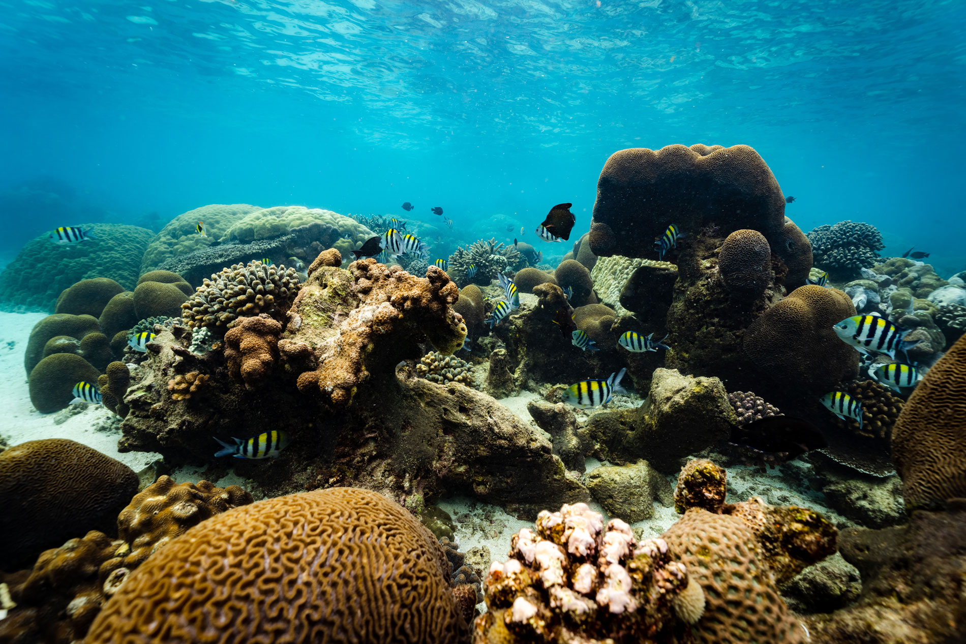 underwater shot of the corals in the sea