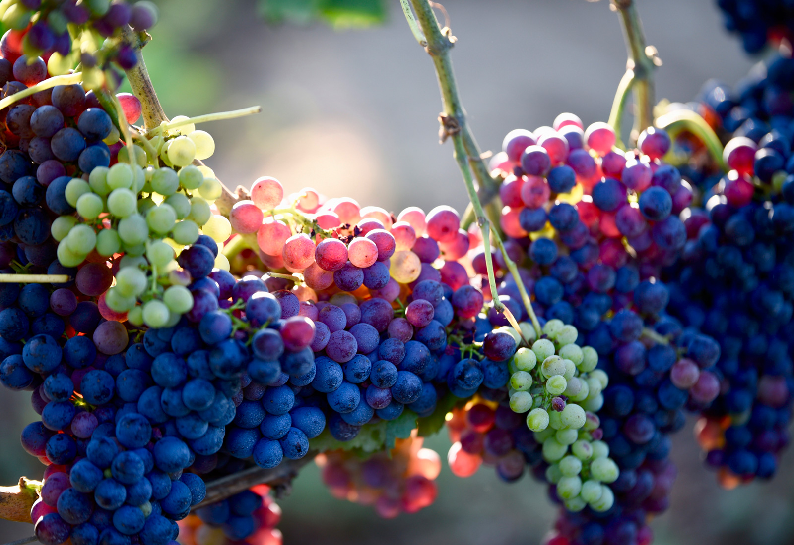 Wine grapes