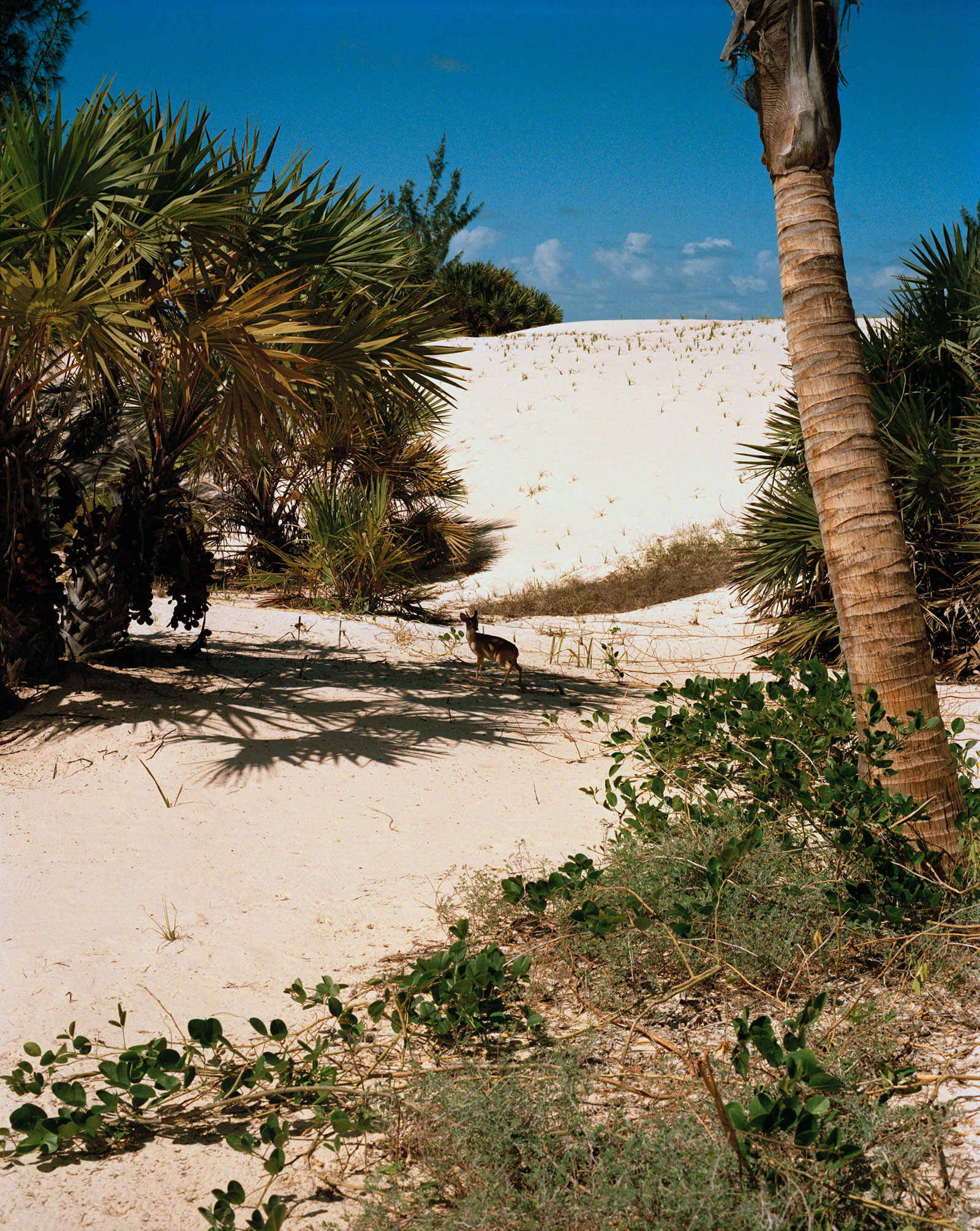 Gazele on a sand dune on Benguerra Island, Mozambique