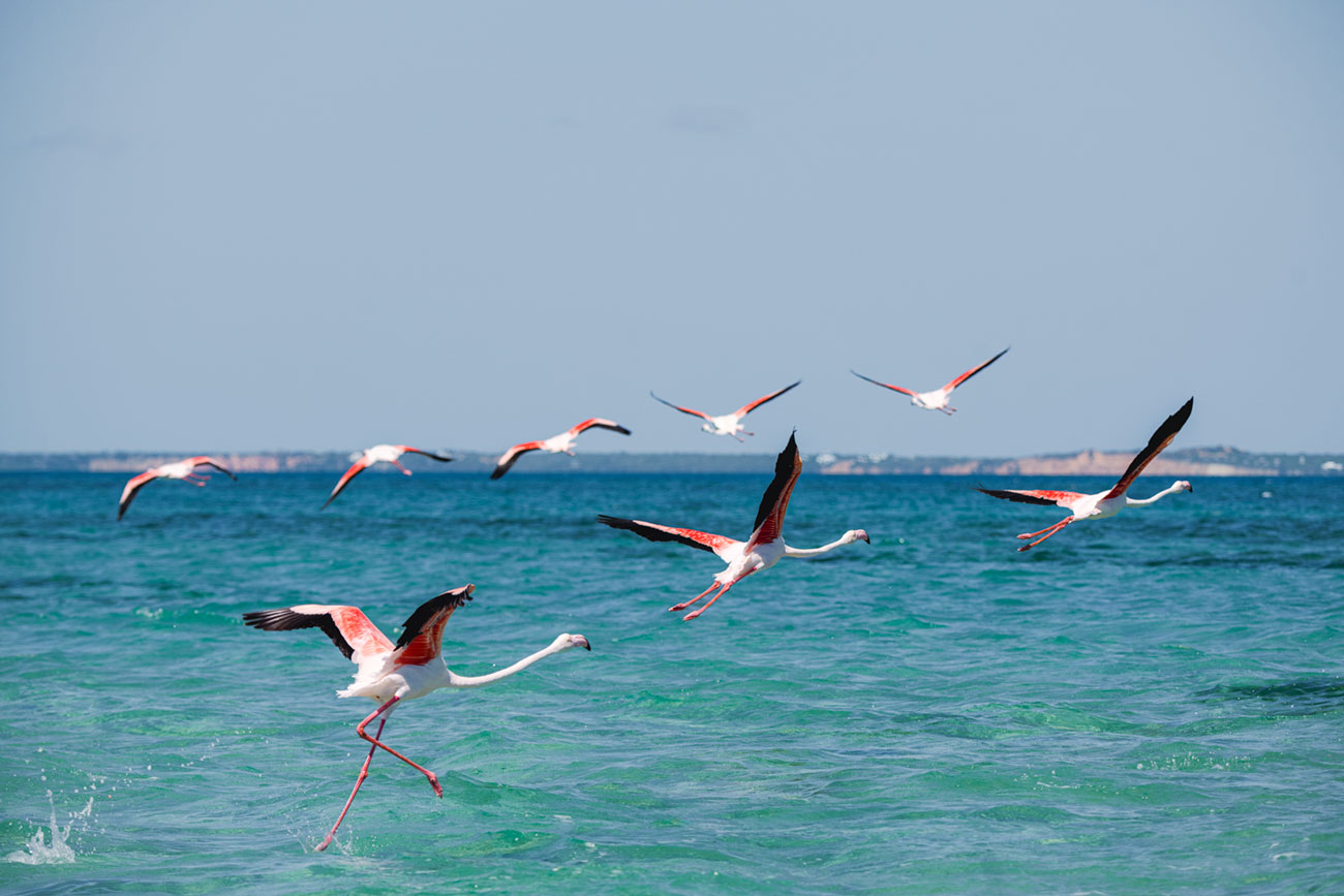 Flamingos flying over ocean