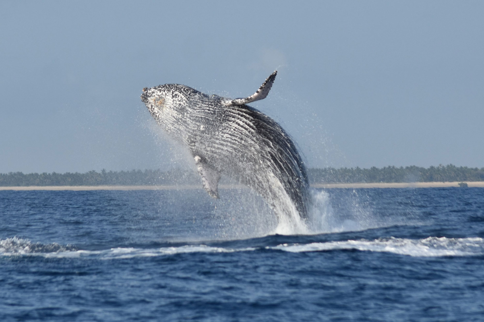 Humpback Whale