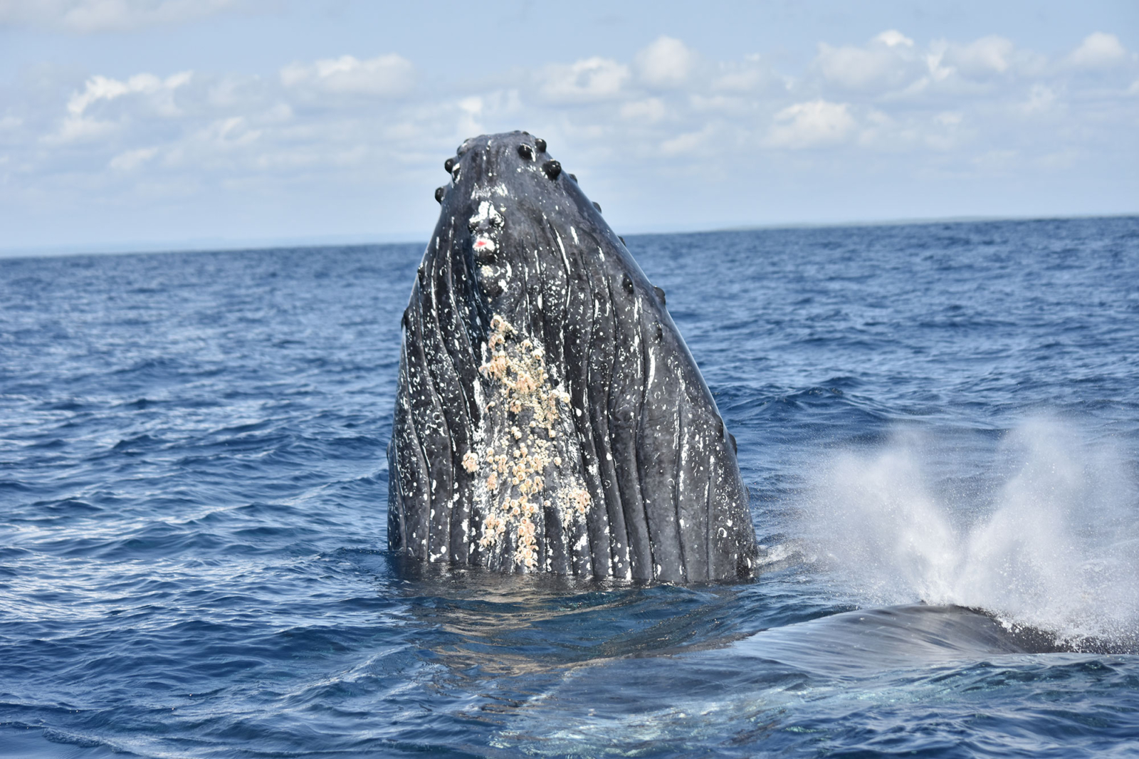 Humpback Whale