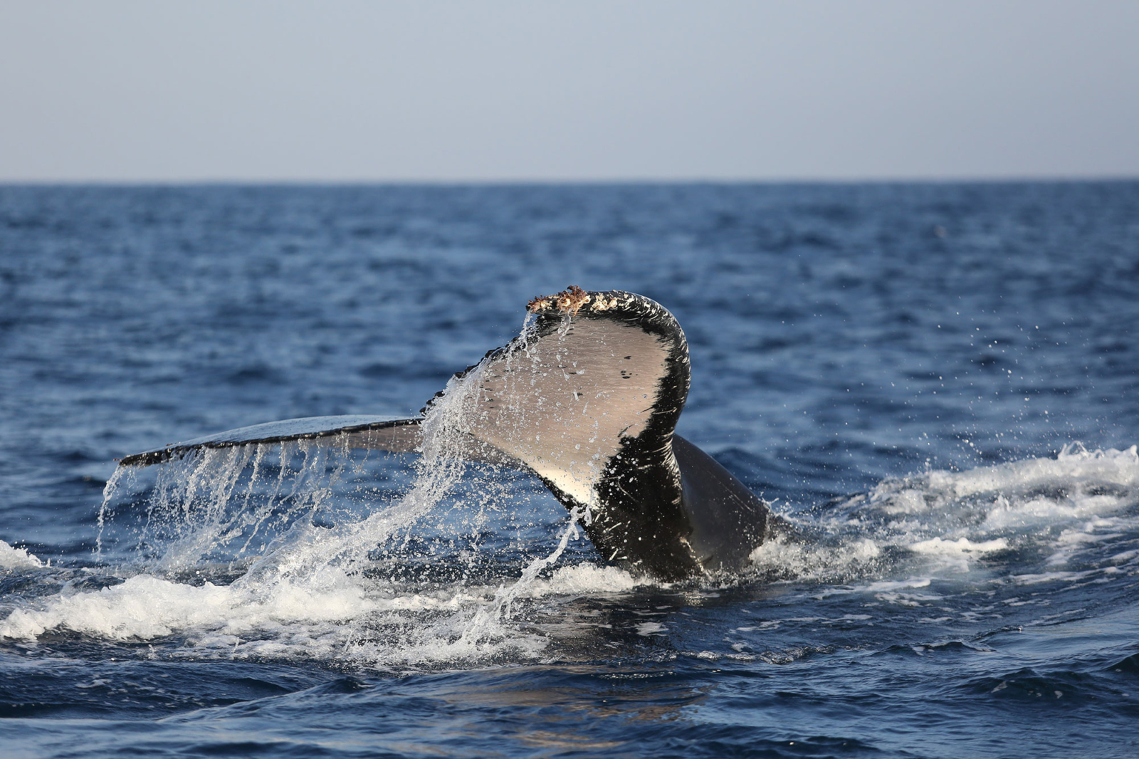 Humpback Whale