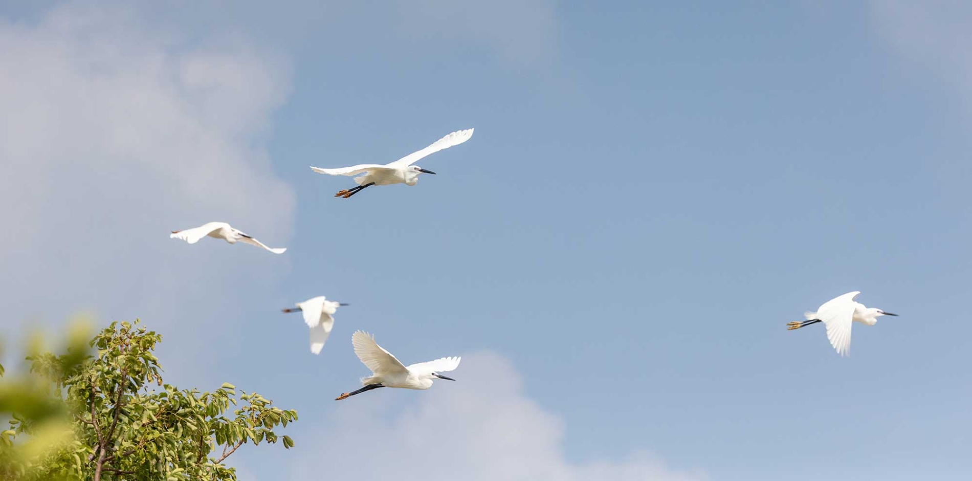 Header image